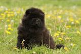 CHOW CHOW 486